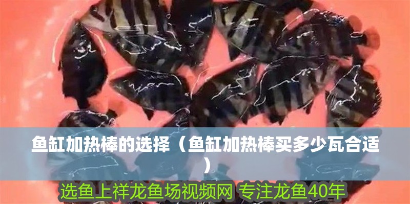 魚缸加熱棒的選擇（魚缸加熱棒買多少瓦合適） 魚缸加熱棒的選擇（魚缸加熱棒買多少瓦合適） 觀賞魚百科