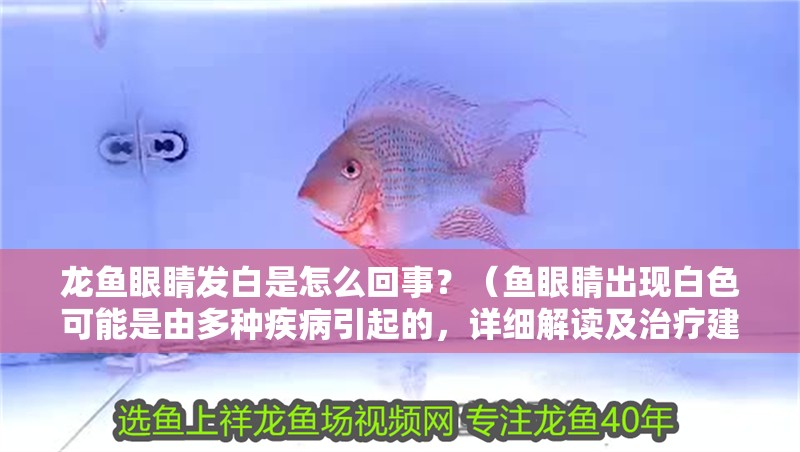 龍魚眼睛發白是怎么回事？（魚眼睛出現白色可能是由多種疾病引起的，詳細解讀及治療建議）