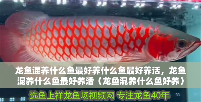 龍魚混養什么魚最好養什么魚最好養活，龍魚混養什么魚最好養活（龍魚混養什么魚好養）