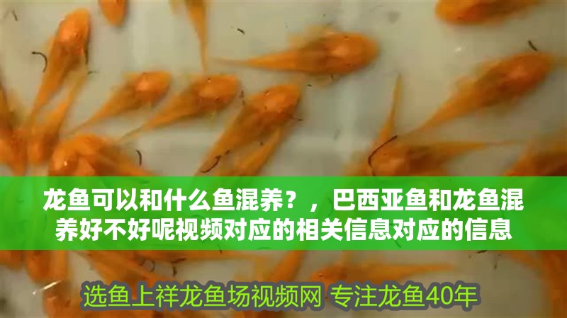龍魚(yú)可以和什么魚(yú)混養(yǎng)？，巴西亞魚(yú)和龍魚(yú)混養(yǎng)好不好呢視頻對(duì)應(yīng)的相關(guān)信息對(duì)應(yīng)的信息