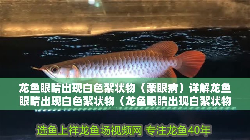 龍魚眼睛出現白色絮狀物（蒙眼病）詳解龍魚眼睛出現白色絮狀物（龍魚眼睛出現白絮狀物（蒙眼病）詳解龍魚眼睛出現白色絮狀物）