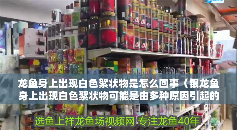 龍魚身上出現(xiàn)白色絮狀物是怎么回事（銀龍魚身上出現(xiàn)白色絮狀物可能是由多種原因引起的）