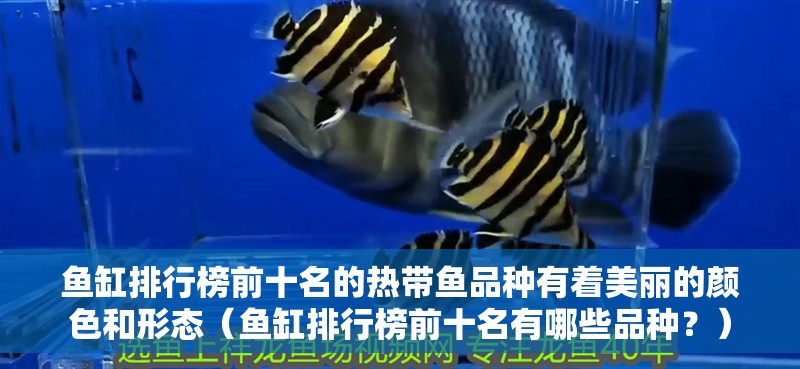 魚缸排行榜前十名的熱帶魚品種有著美麗的顏色和形態（魚缸排行榜前十名有哪些品種？）