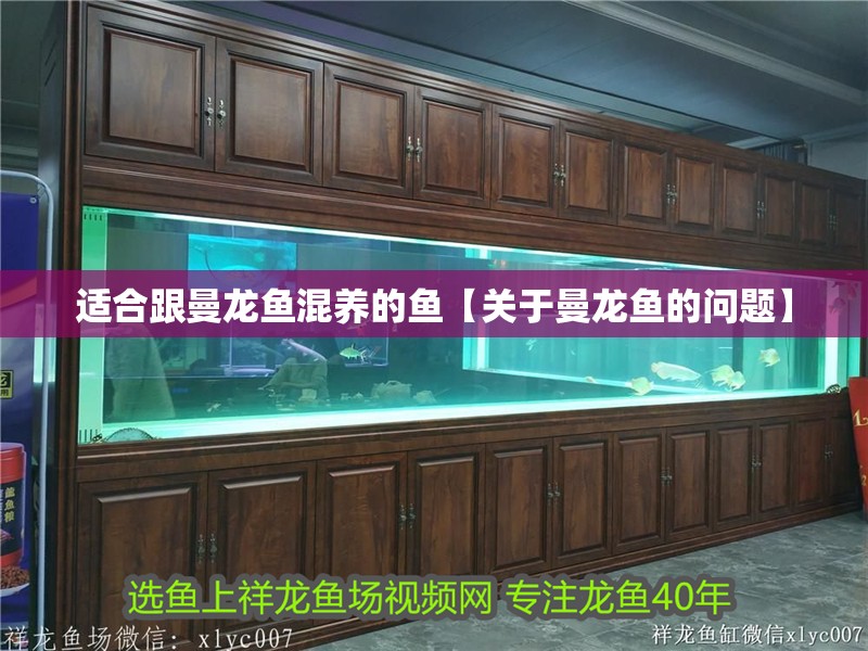 適合跟曼龍魚混養的魚【關于曼龍魚的問題】