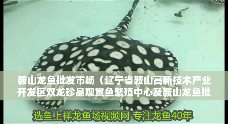 鞍山龍魚批發市場（遼寧省鞍山高新技術產業開發區雙龍珍品觀賞魚繁殖中心及鞍山龍魚批發市場）