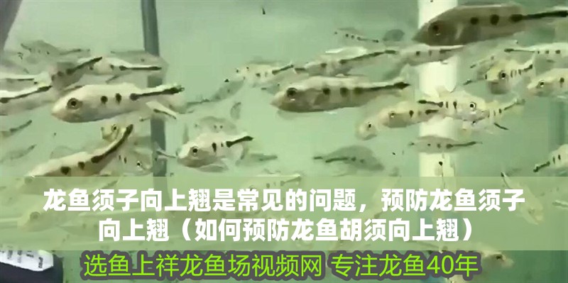 龍魚須子向上翹是常見的問題，預防龍魚須子向上翹（如何預防龍魚胡須向上翹）