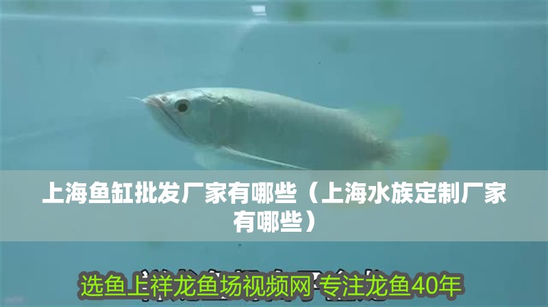 上海魚(yú)缸批發(fā)廠家有哪些（上海水族定制廠家有哪些）