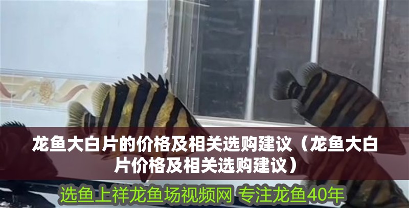龍魚大白片的價格及相關選購建議（龍魚大白片價格及相關選購建議） 龍魚大白片的價格及相關選購建議（龍魚大白片價格及相關選購建議） 龍魚百科 第2張