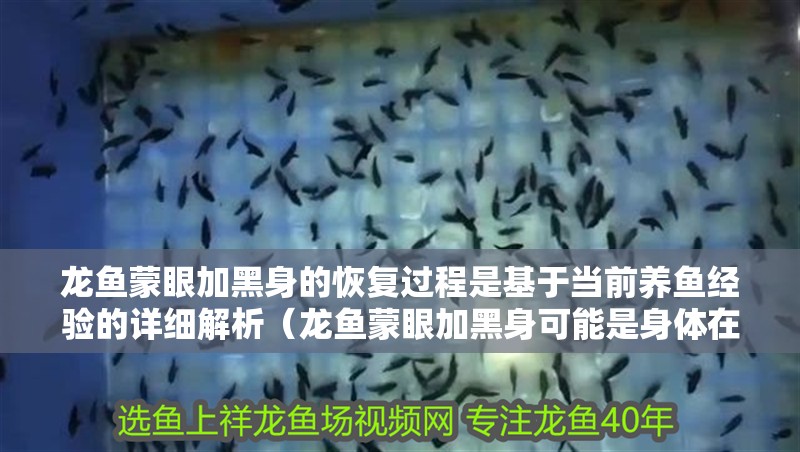 龍魚蒙眼加黑身的恢復過程是基于當前養魚經驗的詳細解析（龍魚蒙眼加黑身可能是身體在修復過程中的暫時表現）