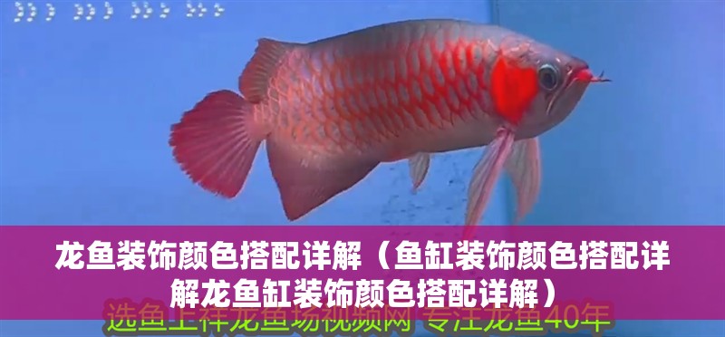 龍魚裝飾顏色搭配詳解(魚缸裝飾顏色搭配詳解龍魚缸裝飾顏色搭配詳解) 龍魚百科 第4張 龍魚裝飾顏色搭配詳解(魚缸裝飾顏色搭配詳解龍魚缸裝飾顏色搭配詳解) 龍魚裝飾顏色搭配詳解(魚缸裝飾顏色搭配詳解龍魚缸裝飾顏色搭配詳解) 龍魚百科 第4張