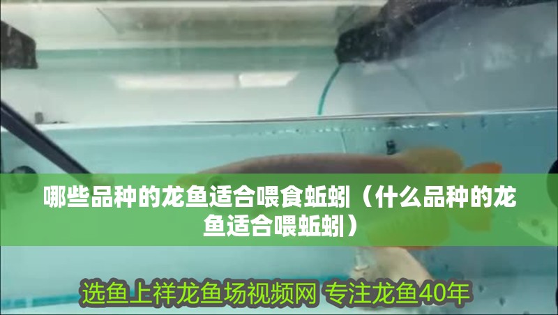 哪些品種的龍魚適合喂食蚯蚓（什么品種的龍魚適合喂蚯蚓） 哪些品種的龍魚適合喂食蚯蚓（什么品種的龍魚適合喂蚯蚓） 龍魚百科 第3張
