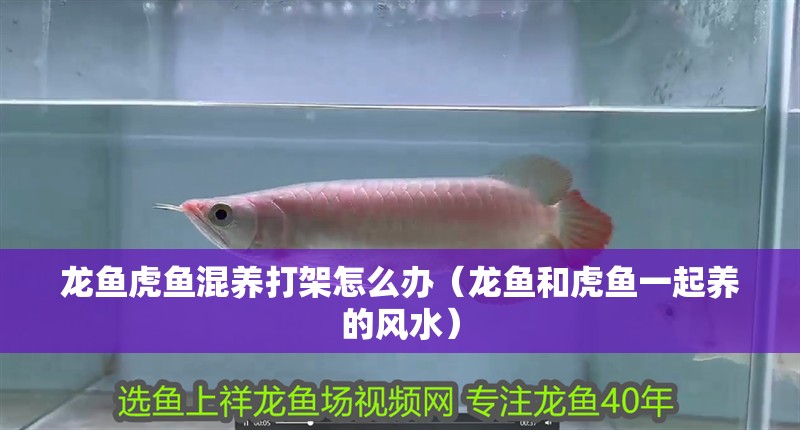 龍魚虎魚混養打架怎么辦（龍魚和虎魚一起養的風水）