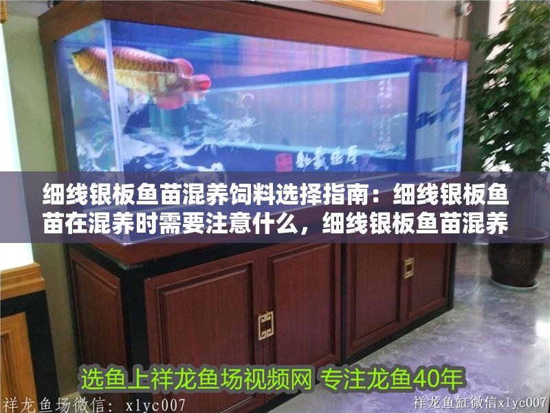 細線銀板魚苗混養飼料選擇指南：細線銀板魚苗在混養時需要注意什么，細線銀板魚苗混養需注意什么