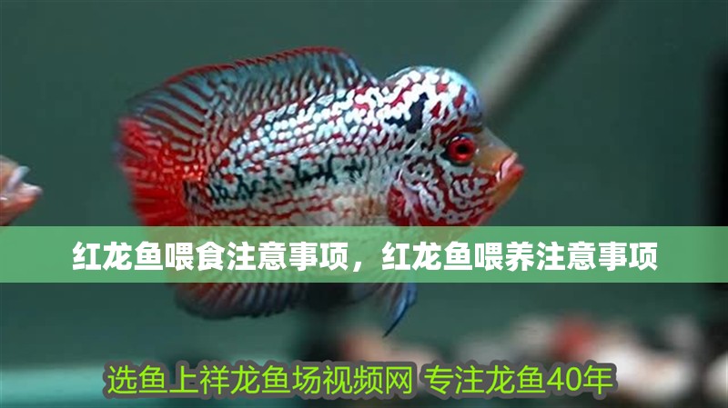 紅龍魚喂食注意事項(xiàng)，紅龍魚喂養(yǎng)注意事項(xiàng)