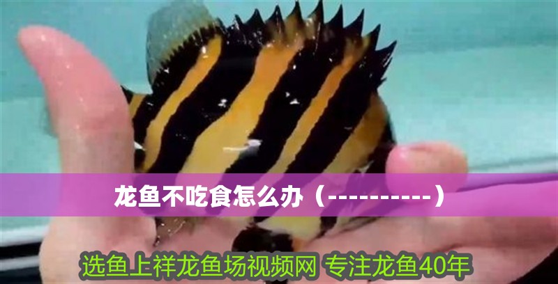 龍魚不吃食怎么辦（----------）