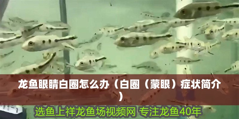 龍魚(yú)眼睛白圈怎么辦（白圈（蒙眼）癥狀簡(jiǎn)介）
