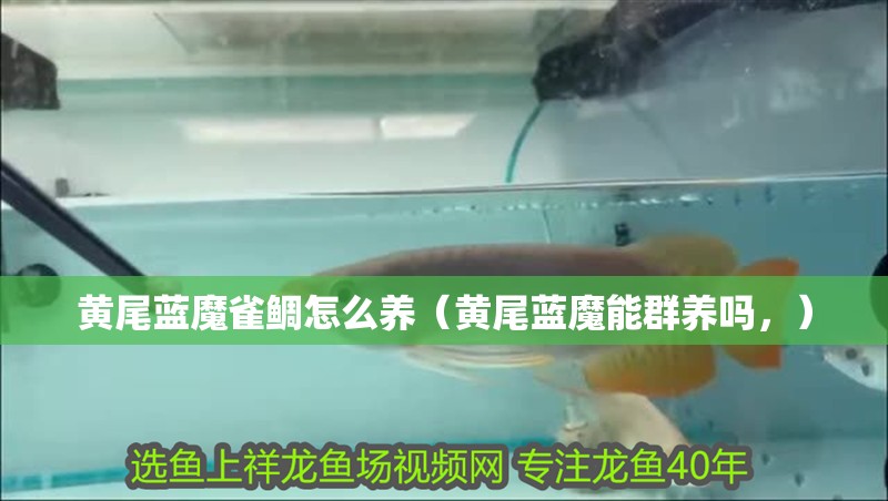 黃尾藍魔雀鯛怎么養(yǎng)（黃尾藍魔能群養(yǎng)嗎，） 黃尾藍魔雀鯛怎么養(yǎng)（黃尾藍魔能群養(yǎng)嗎，） 觀賞魚百科