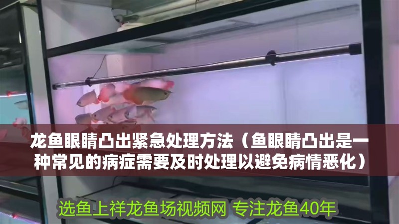 龍魚眼睛凸出緊急處理方法（魚眼睛凸出是一種常見(jiàn)的病癥需要及時(shí)處理以避免病情惡化） 龍魚眼睛凸出緊急處理方法（魚眼睛凸出是一種常見(jiàn)的病癥需要及時(shí)處理以避免病情惡化） 龍魚百科 第2張