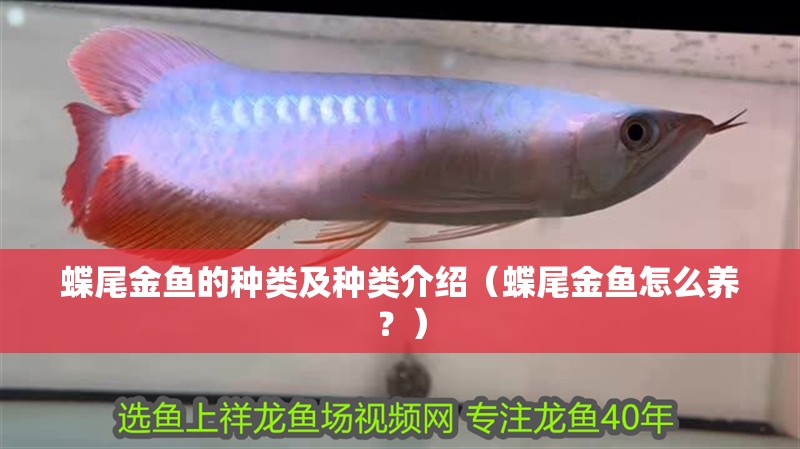 蝶尾金魚的種類及種類介紹（蝶尾金魚怎么養？） 蝶尾金魚的種類及種類介紹（蝶尾金魚怎么養？） 觀賞魚百科 第3張