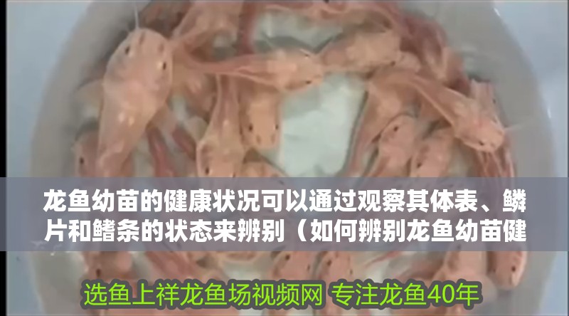龍魚幼苗的健康狀況可以通過觀察其體表、鱗片和鰭條的狀態來辨別（如何辨別龍魚幼苗健康狀況）