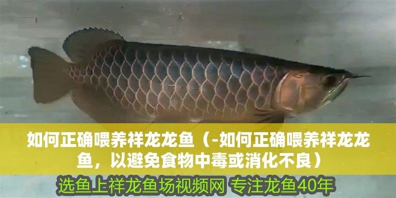 如何正確喂養祥龍龍魚（-如何正確喂養祥龍龍魚，以避免食物中毒或消化不良）