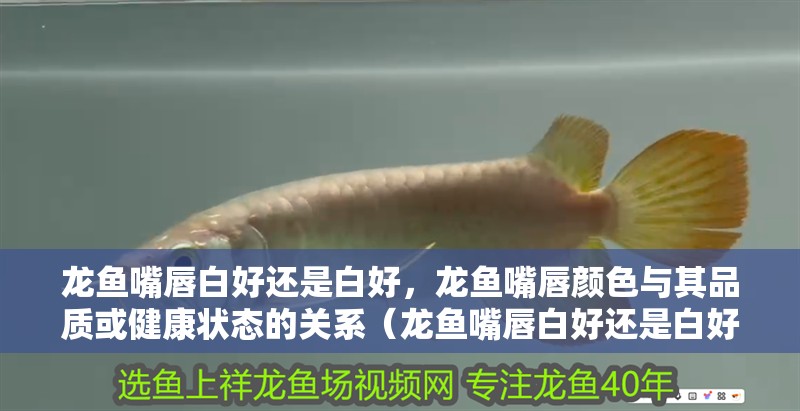 龍魚嘴唇白好還是白好，龍魚嘴唇顏色與其品質或健康狀態的關系（龍魚嘴唇白好還是白好，龍魚嘴唇白需要換水嗎？）