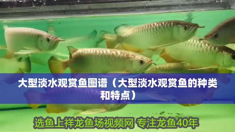 大型淡水觀賞魚圖譜（大型淡水觀賞魚的種類和特點）