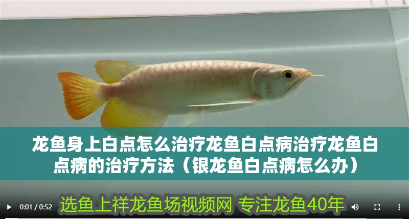龍魚身上白點怎么治療龍魚白點病治療龍魚白點病的治療方法（銀龍魚白點病怎么辦）