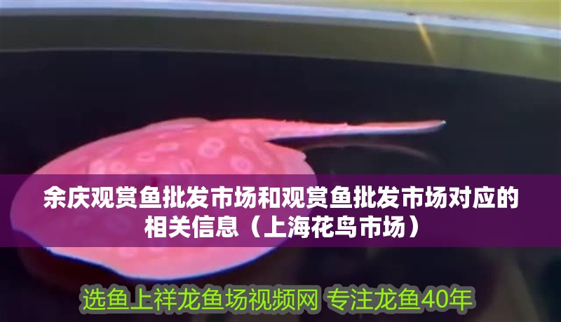 余慶觀賞魚批發(fā)市場和觀賞魚批發(fā)市場對應的相關(guān)信息（上海花鳥市場）
