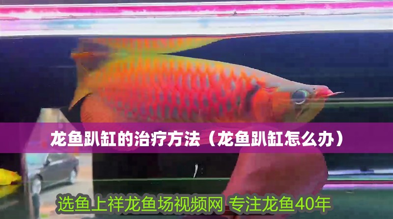 龍魚趴缸的治療方法（龍魚趴缸怎么辦）