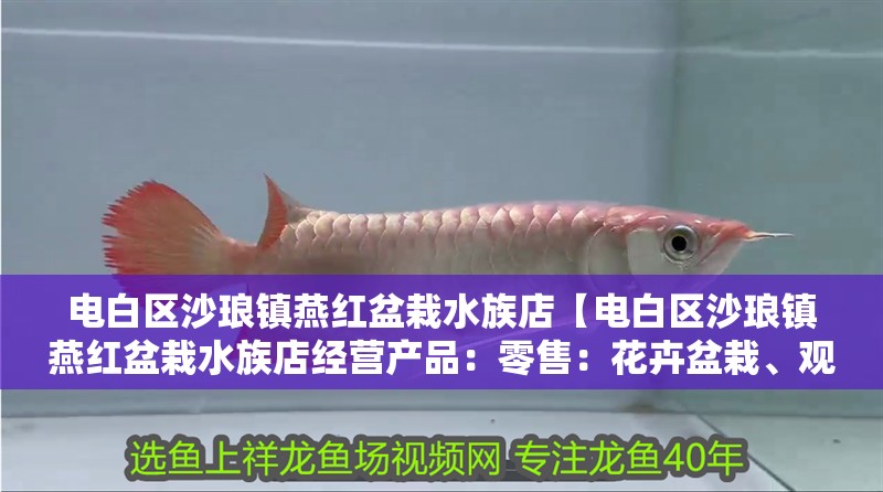 電白區沙瑯鎮燕紅盆栽水族店【電白區沙瑯鎮燕紅盆栽水族店經營產品：零售：花卉盆栽、觀賞魚、寵物用品、觀賞鳥】