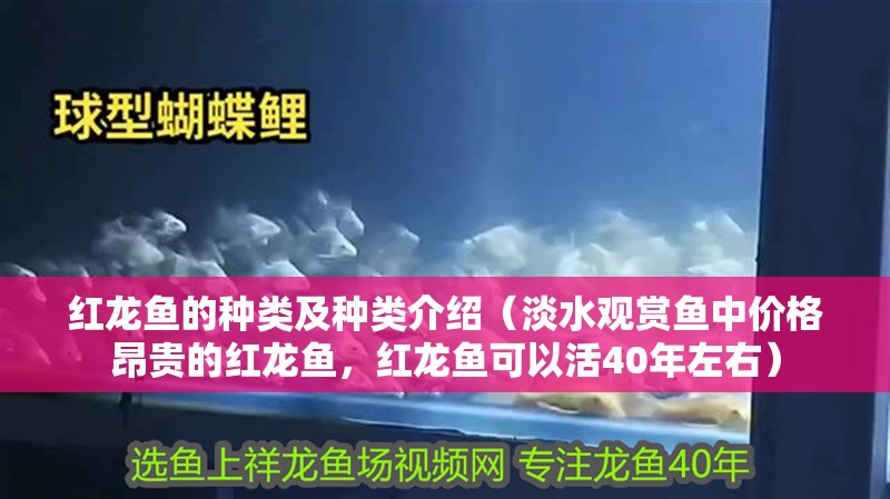 紅龍魚的種類及種類介紹（淡水觀賞魚中價格昂貴的紅龍魚，紅龍魚可以活40年左右）