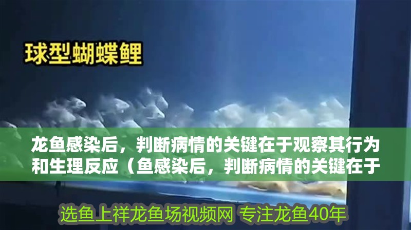 龍魚感染后，判斷病情的關鍵在于觀察其行為和生理反應（魚感染后，判斷病情的關鍵在于觀察其行為和生理反應）