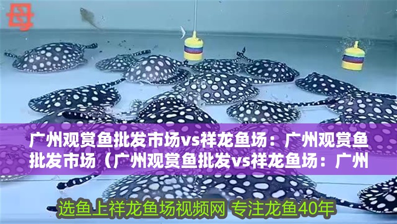 廣州觀賞魚批發市場vs祥龍魚場：廣州觀賞魚批發市場（廣州觀賞魚批發vs祥龍魚場：廣州觀賞魚批發市場）