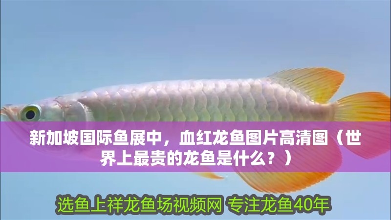 新加坡國際魚展中，血紅龍魚圖片高清圖（世界上最貴的龍魚是什么？） 新加坡國際魚展中，血紅龍魚圖片高清圖（世界上最貴的龍魚是什么？） 觀賞魚百科