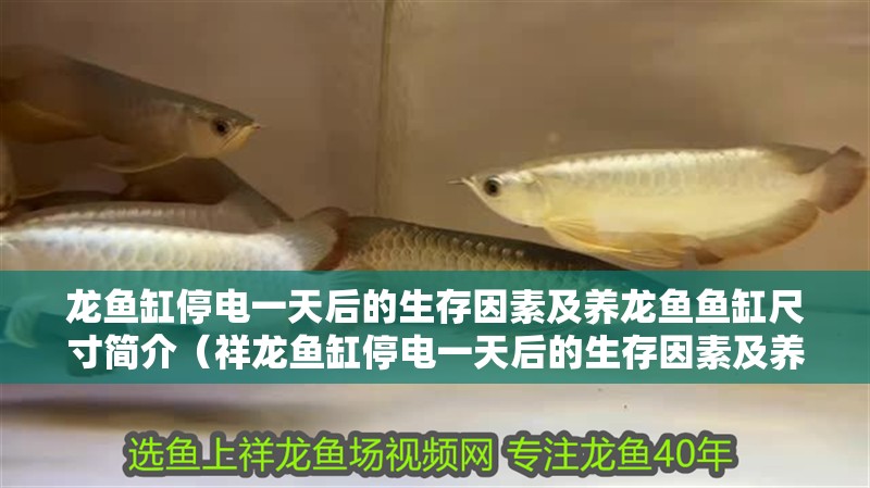 龍魚缸停電一天后的生存因素及養(yǎng)龍魚魚缸尺寸簡介（祥龍魚缸停電一天后的生存因素及養(yǎng)龍魚魚缸尺寸簡介）