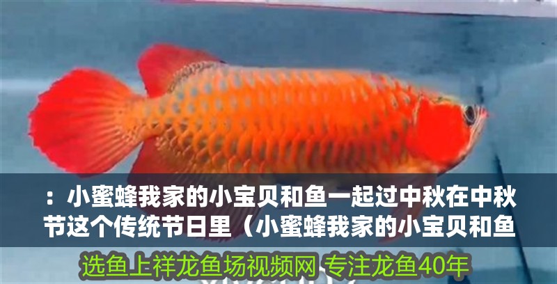 ：小蜜蜂我家的小寶貝和魚一起過中秋在中秋節這個傳統節日里（小蜜蜂我家的小寶貝和魚一起過中秋在中秋節這個傳統節日里）