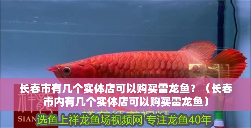 長春市有幾個實體店可以購買雷龍魚？（長春市內有幾個實體店可以購買雷龍魚）