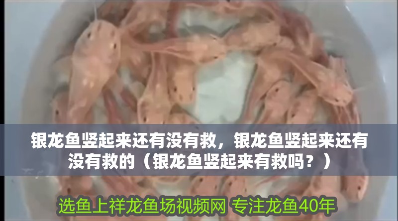 銀龍魚豎起來還有沒有救，銀龍魚豎起來還有沒有救的（銀龍魚豎起來有救嗎？）