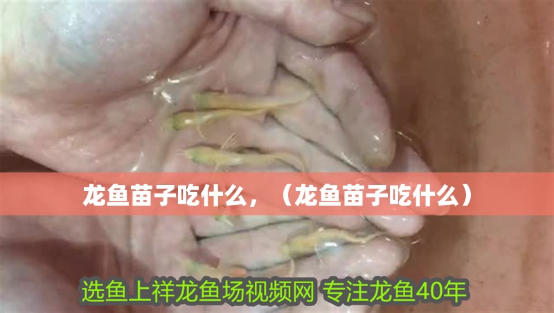 龍魚苗子吃什么，（龍魚苗子吃什么）