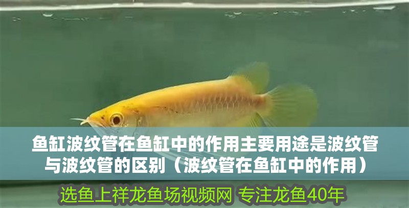 魚缸波紋管在魚缸中的作用主要用途是波紋管與波紋管的區別（波紋管在魚缸中的作用）