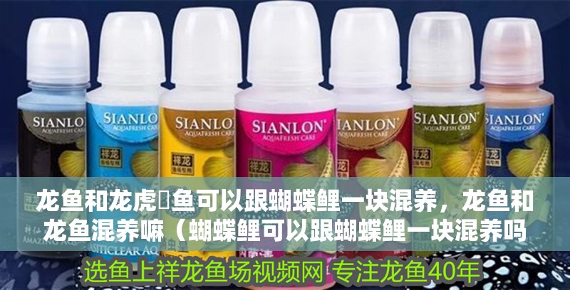 龍魚和龍虎魟魚可以跟蝴蝶鯉一塊混養，龍魚和龍魚混養嘛（蝴蝶鯉可以跟蝴蝶鯉一塊混養嗎？）