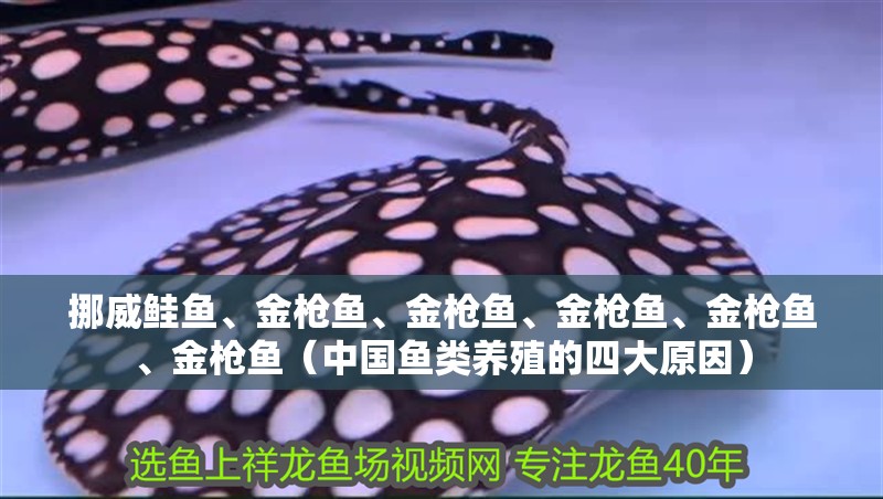 挪威鮭魚、金槍魚、金槍魚、金槍魚、金槍魚、金槍魚（中國魚類養殖的四大原因） 挪威鮭魚、金槍魚、金槍魚、金槍魚、金槍魚、金槍魚（中國魚類養殖的四大原因） 觀賞魚百科