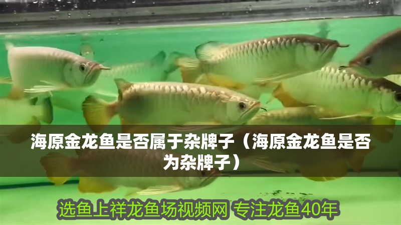 海原金龍魚是否屬于雜牌子(海原金龍魚是否為雜牌子) 觀賞魚百科 第7張 海原金龍魚是否屬于雜牌子(海原金龍魚是否為雜牌子) 海原金龍魚是否屬于雜牌子(海原金龍魚是否為雜牌子) 觀賞魚百科 第7張