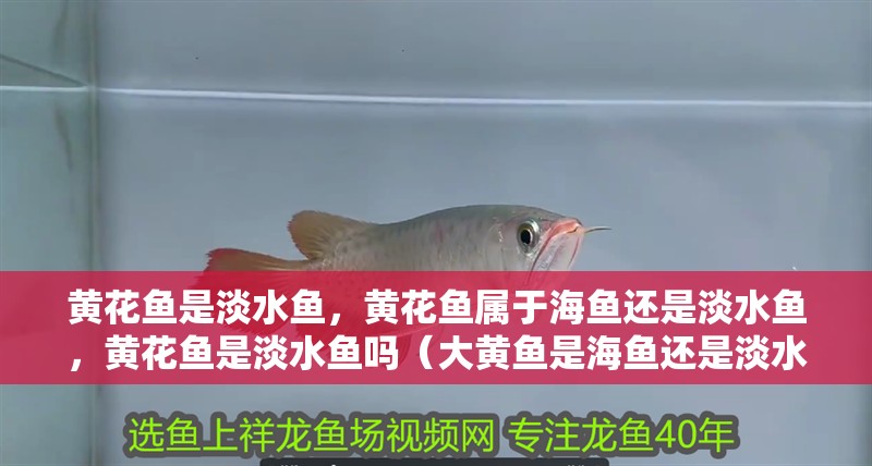 黃花魚是淡水魚，黃花魚屬于海魚還是淡水魚，黃花魚是淡水魚嗎（大黃魚是海魚還是淡水魚？）