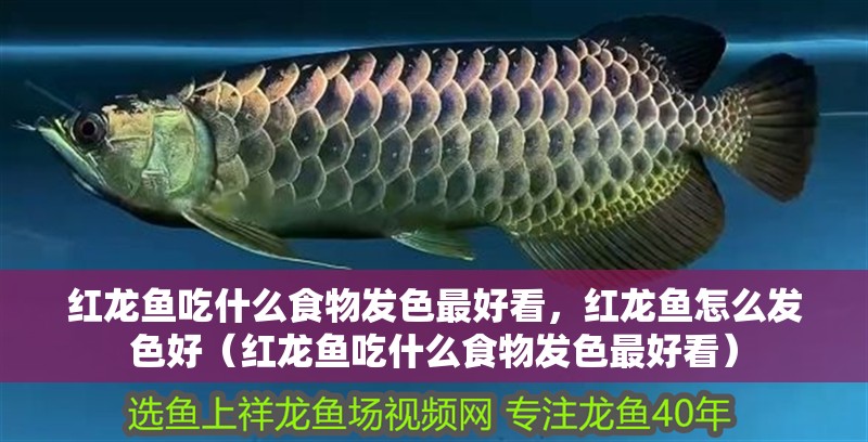紅龍魚吃什么食物發色最好看，紅龍魚怎么發色好（紅龍魚吃什么食物發色最好看）
