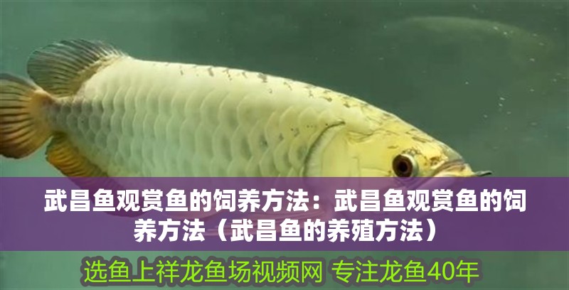 武昌魚觀賞魚的飼養方法：武昌魚觀賞魚的飼養方法（武昌魚的養殖方法）