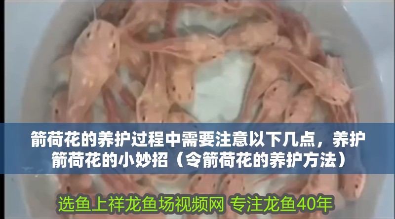 箭荷花的養護過程中需要注意以下幾點，養護箭荷花的小妙招（令箭荷花的養護方法）