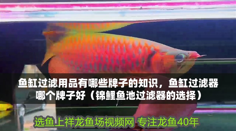 魚缸過濾用品有哪些牌子的知識，魚缸過濾器哪個牌子好（錦鯉魚池過濾器的選擇）
