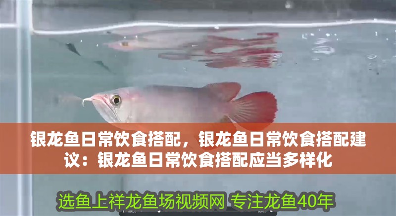 銀龍魚日常飲食搭配，銀龍魚日常飲食搭配建議：銀龍魚日常飲食搭配應當多樣化